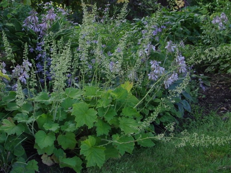Heuchera_villosa4