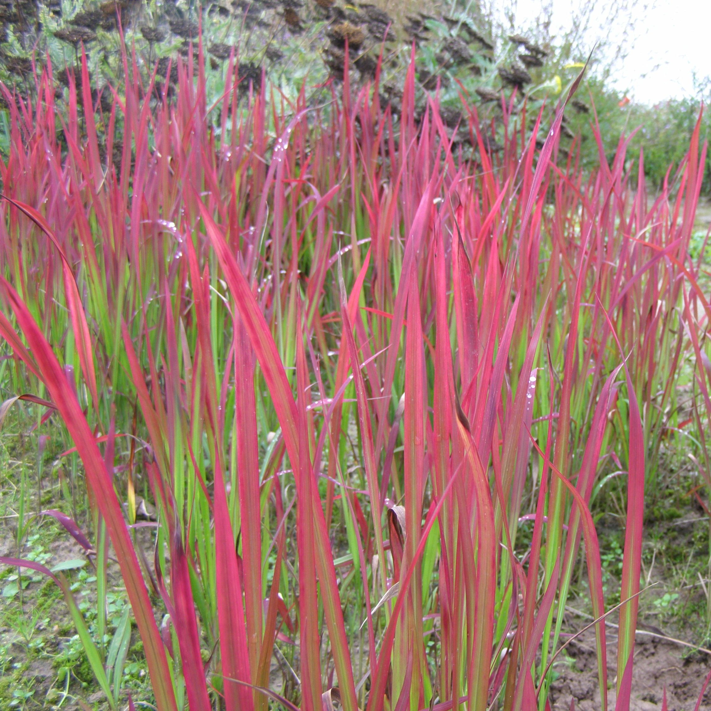 Imperata cilindrica RED BARON lauke