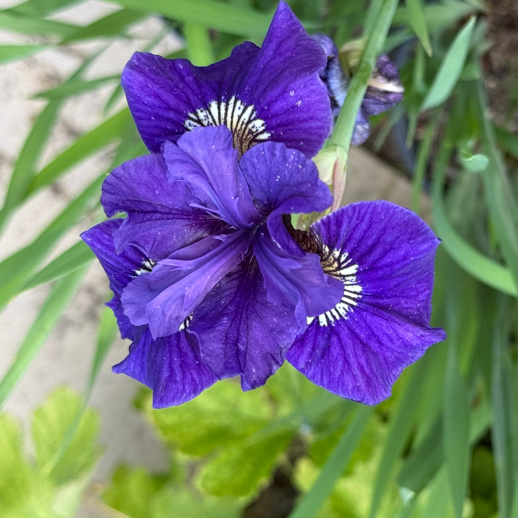 Iris sibirica BLUEBERRY FAIR. Silvos Jankauskaitės nuotr.