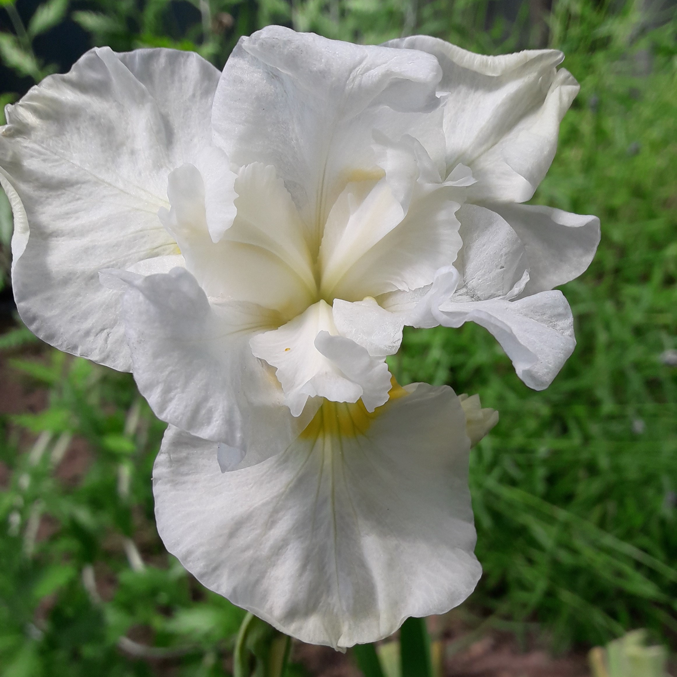 Iris sibirica DOUBLE PLAY