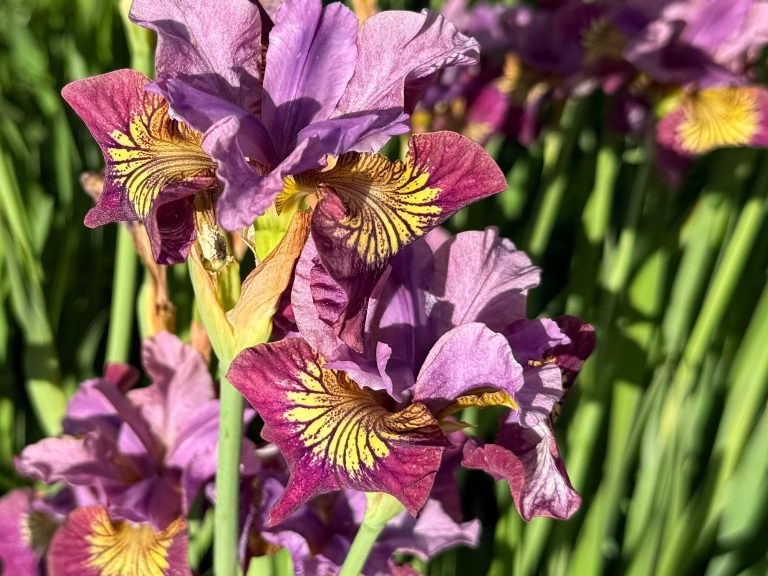 Iris sibirica MISS APPLE_7. Silvos Jankauskaites nuotr.