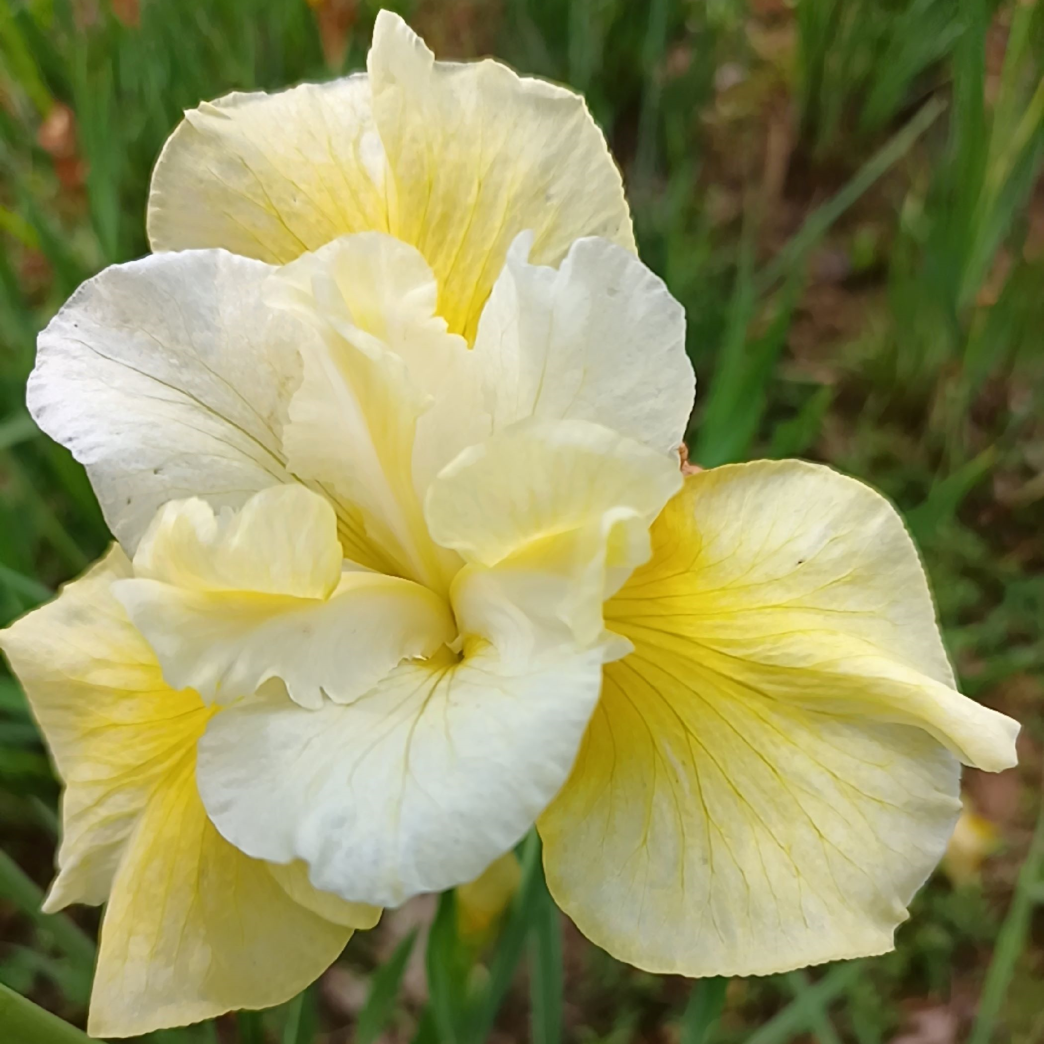Iris 'Just Cruising'
