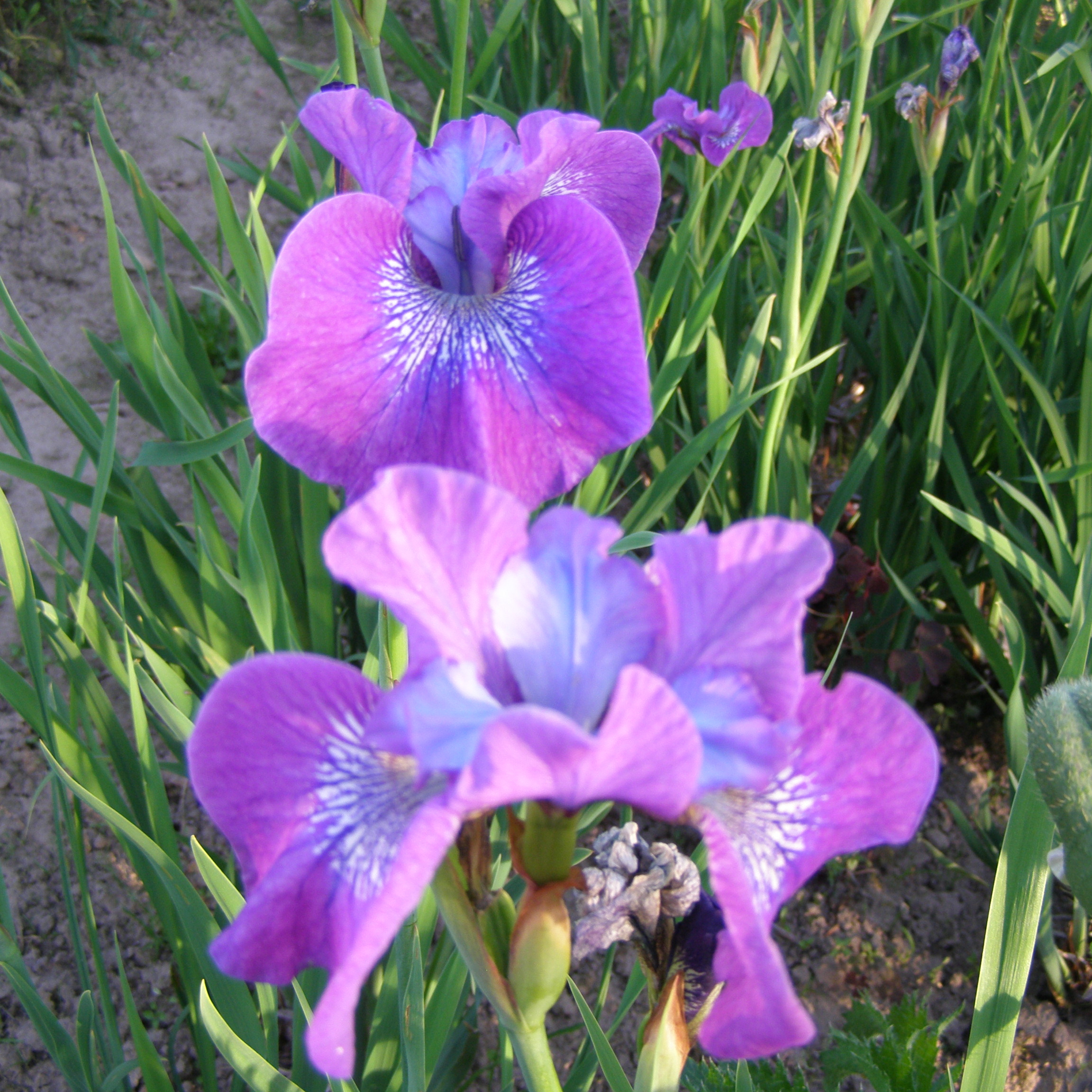 Iris sibirica SWEET SURRENDER ziedas