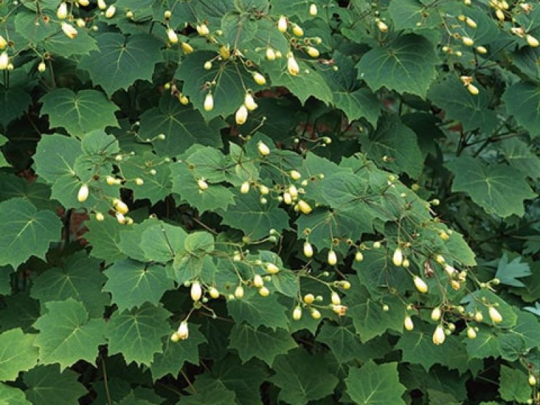 Kirengeshoma_palmata