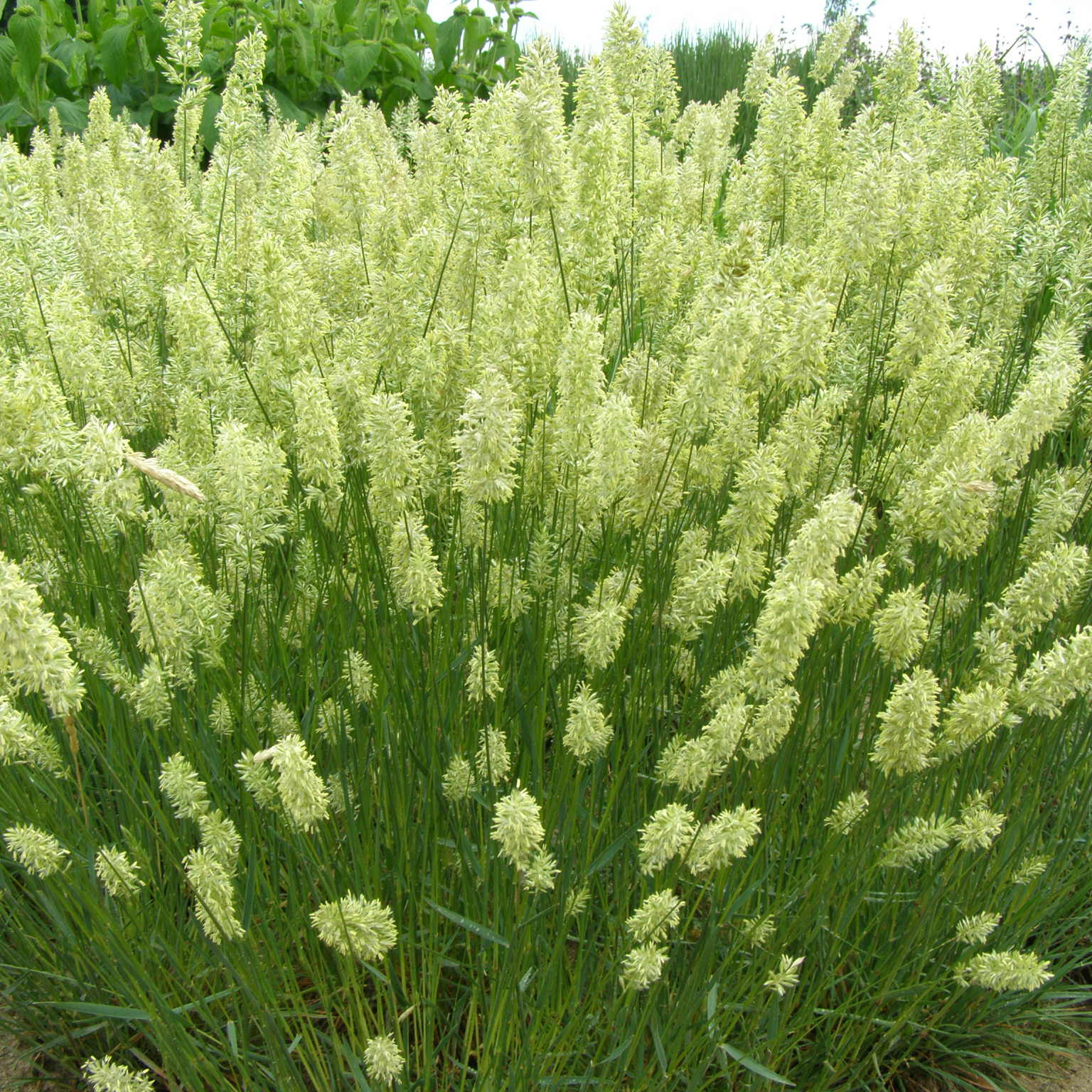charset=InvalidCharsetId Koleleria vallesiana MOUNTAIN BREEZE
