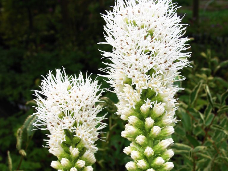 LIATRIS_SPICATA_FLORISTAN_WHITE