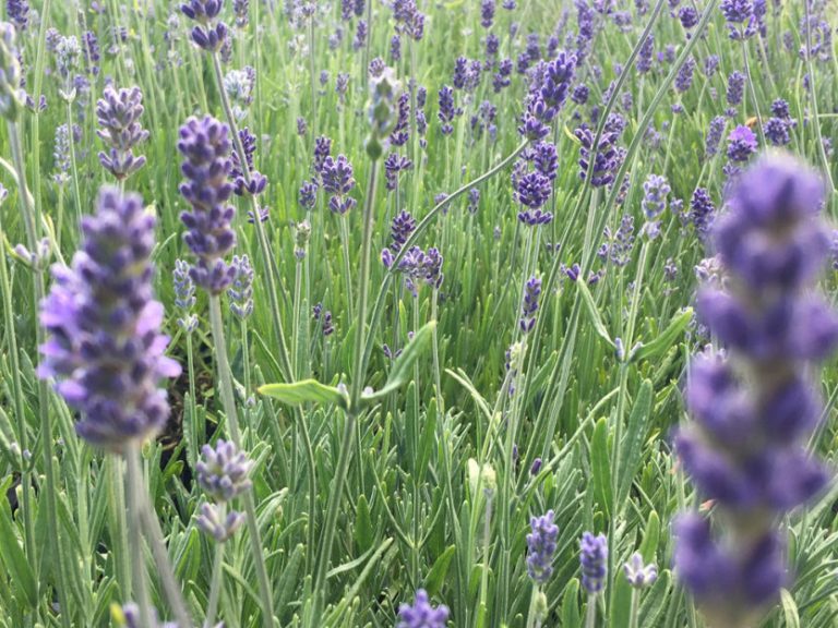 Lavandula_munstead