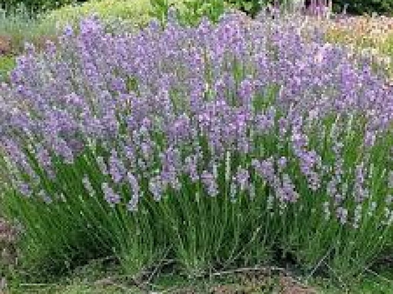 Lavandula_munstead_1