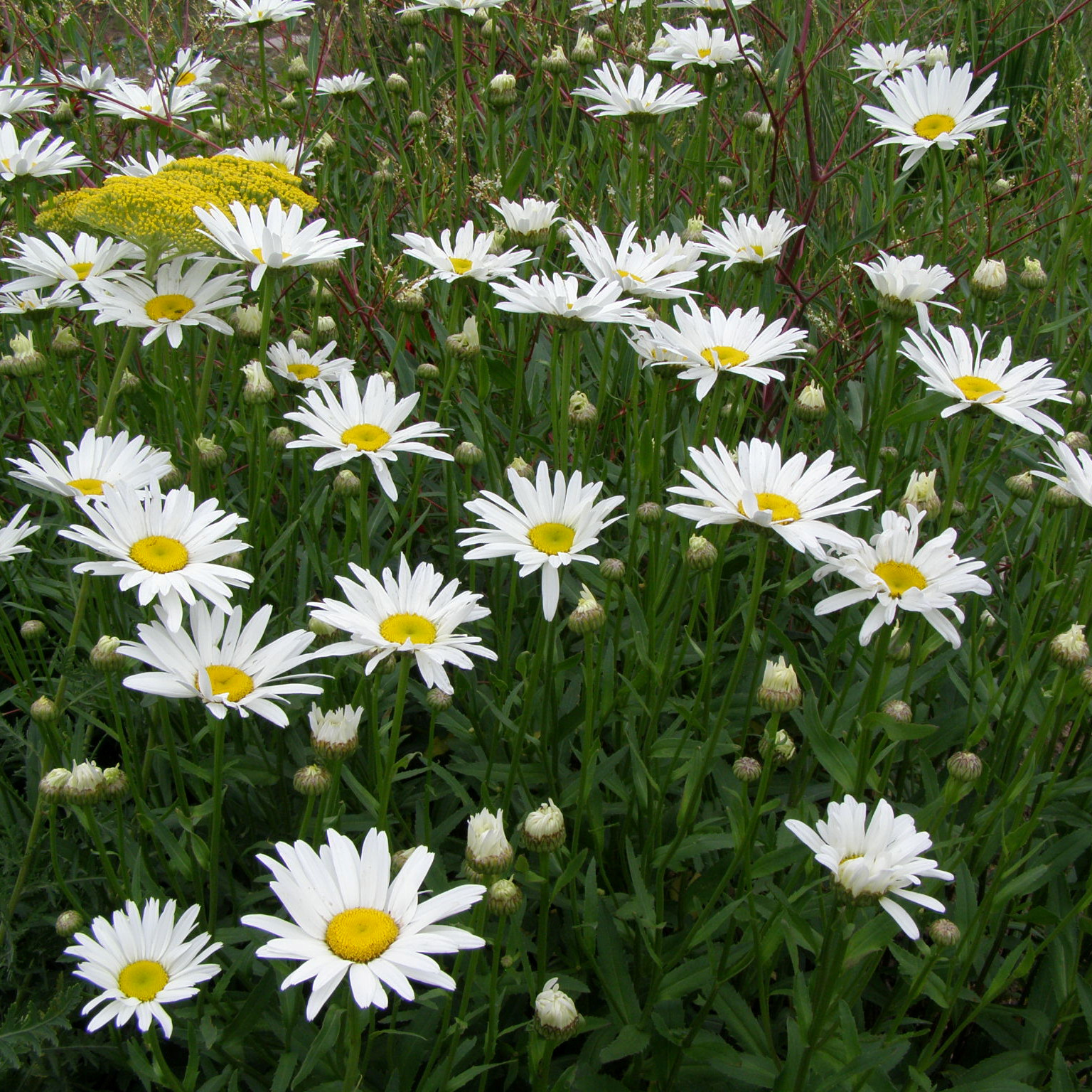 Leucantchemum Lavina