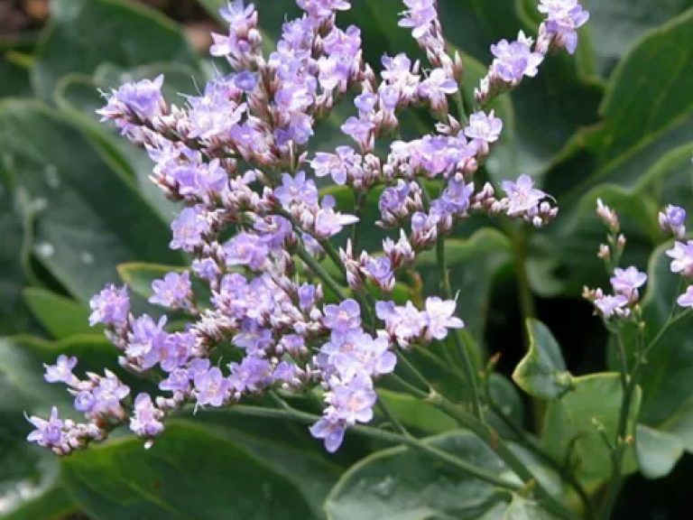 Limonium_Robert_Butler