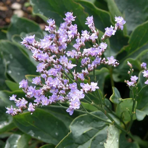 Limonium 'Robert Butler'