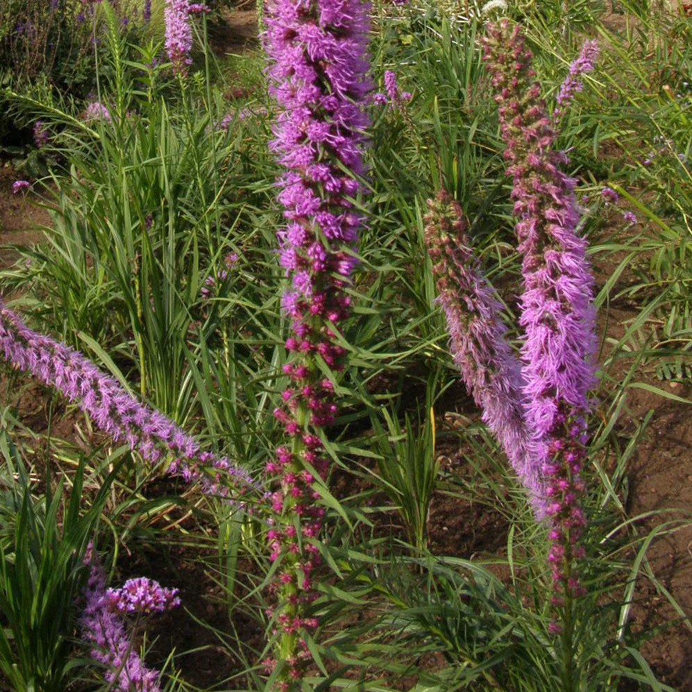 charset=InvalidCharsetId Lyatris pycnostachya