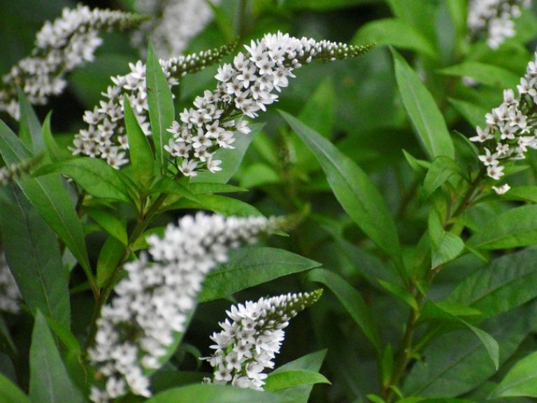 Lysimachia_clethroides_1