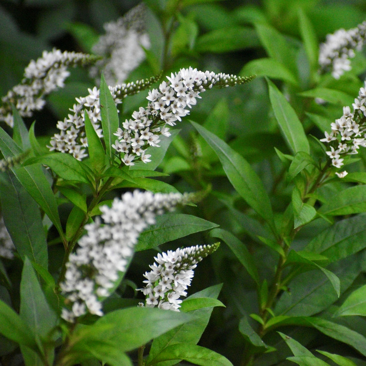 Lysimachia clethroides