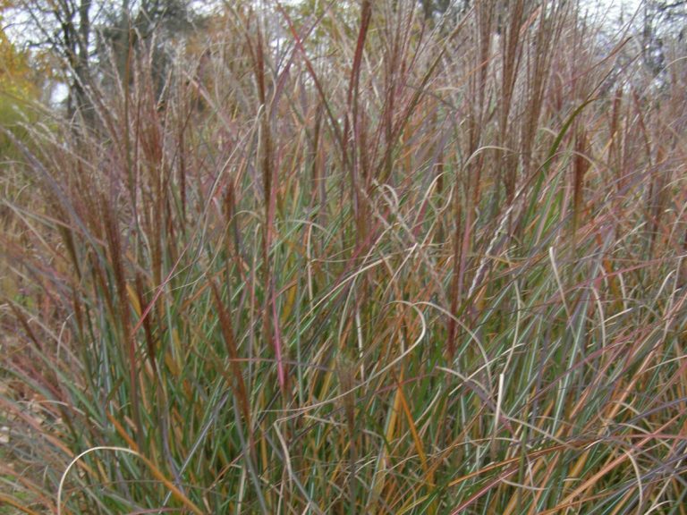 Miscanthus_sin._Silver_Spinner_lauke_T_1