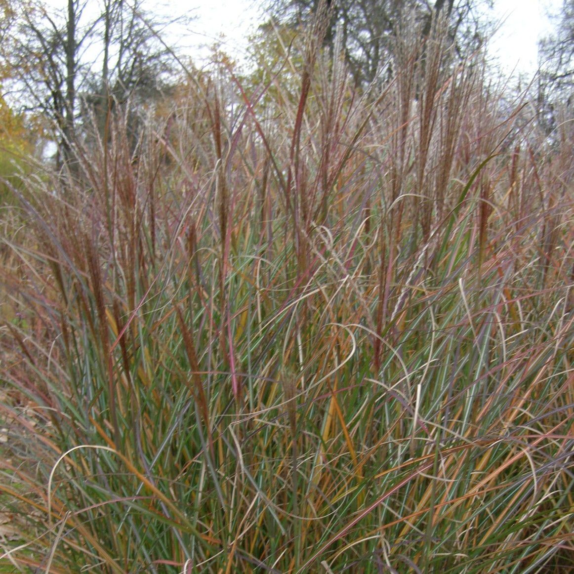 Miscanthus sin. 'Silver Spinner' lauke