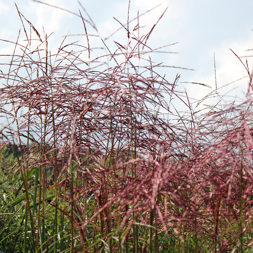 Miscanthus sinensis FERNER OSTEN