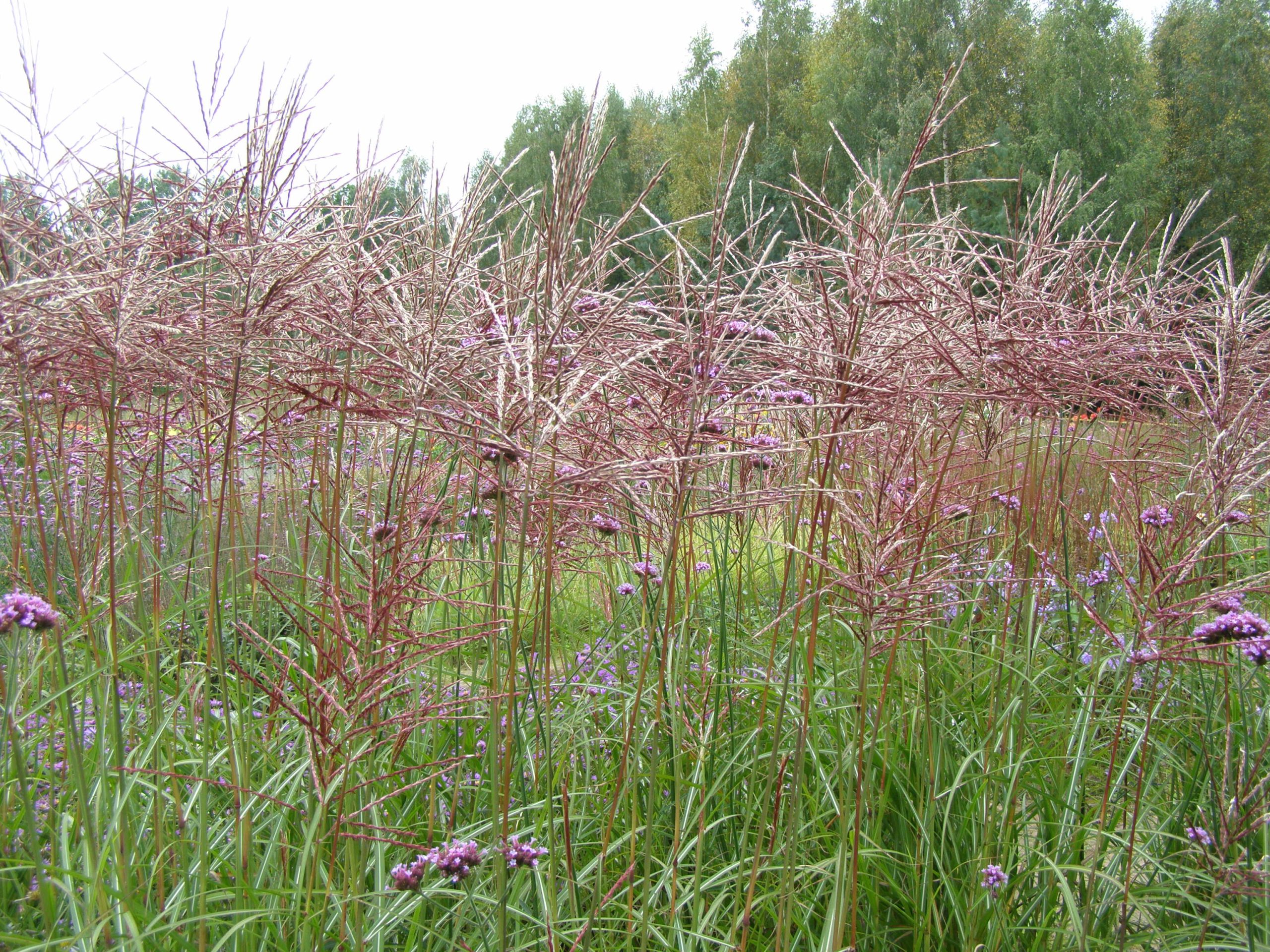 Miscanthus sinensis FERNER OSTEN
