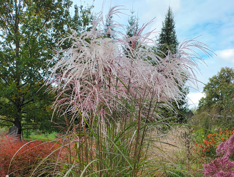 Miscanthus sinensis 'Kaskade'