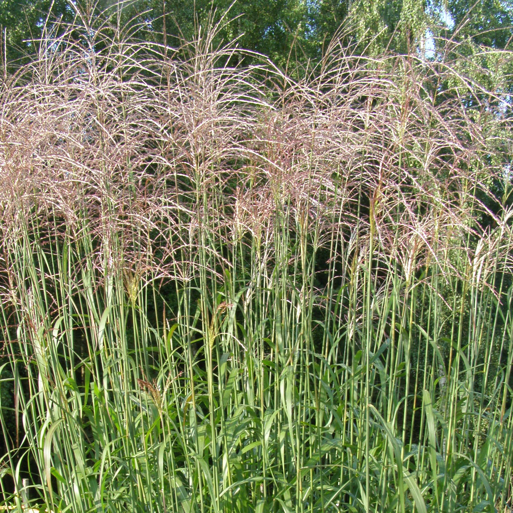 charset=InvalidCharsetId Miscanthus sinensis ROSI