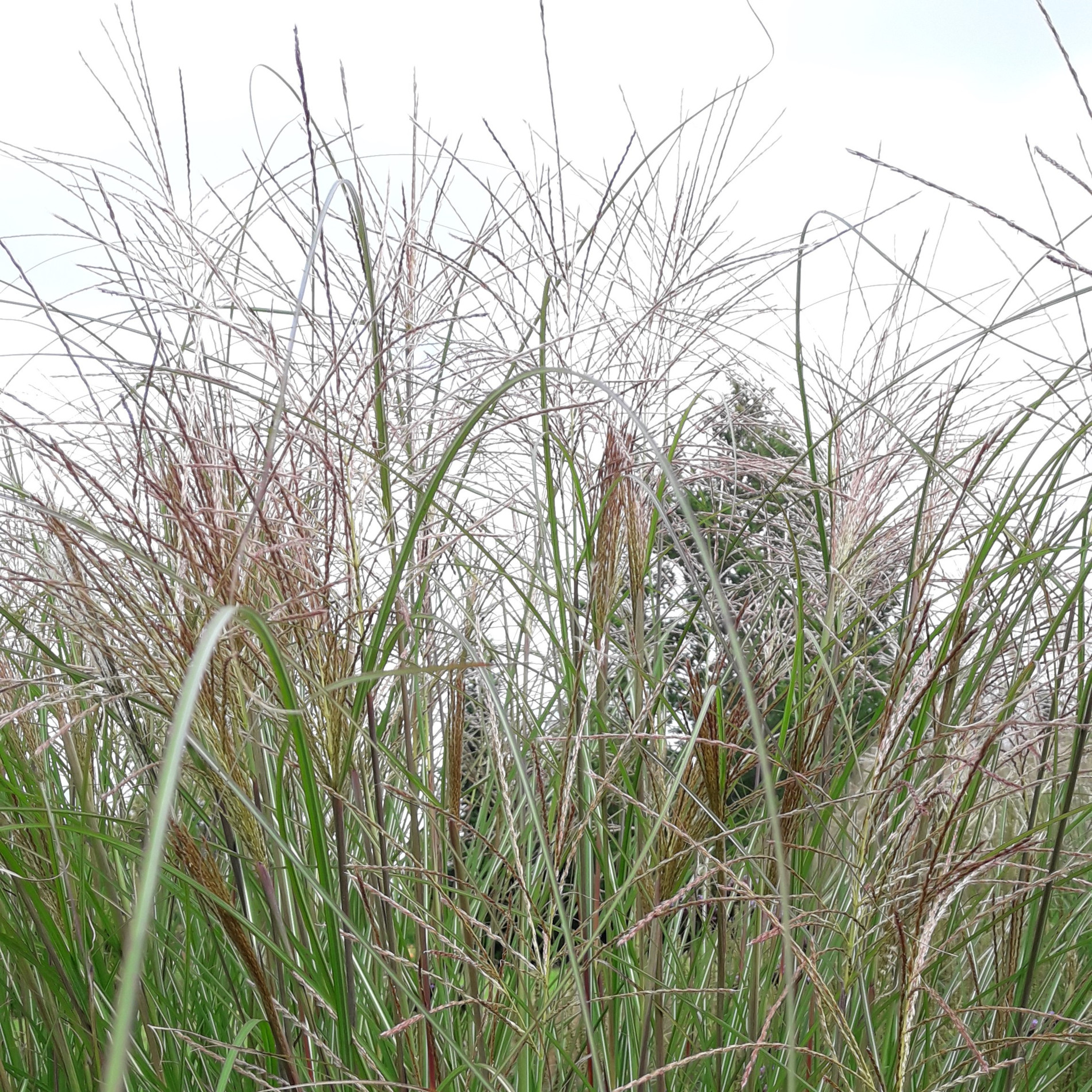 Miscanthus sinensis SARABANDE