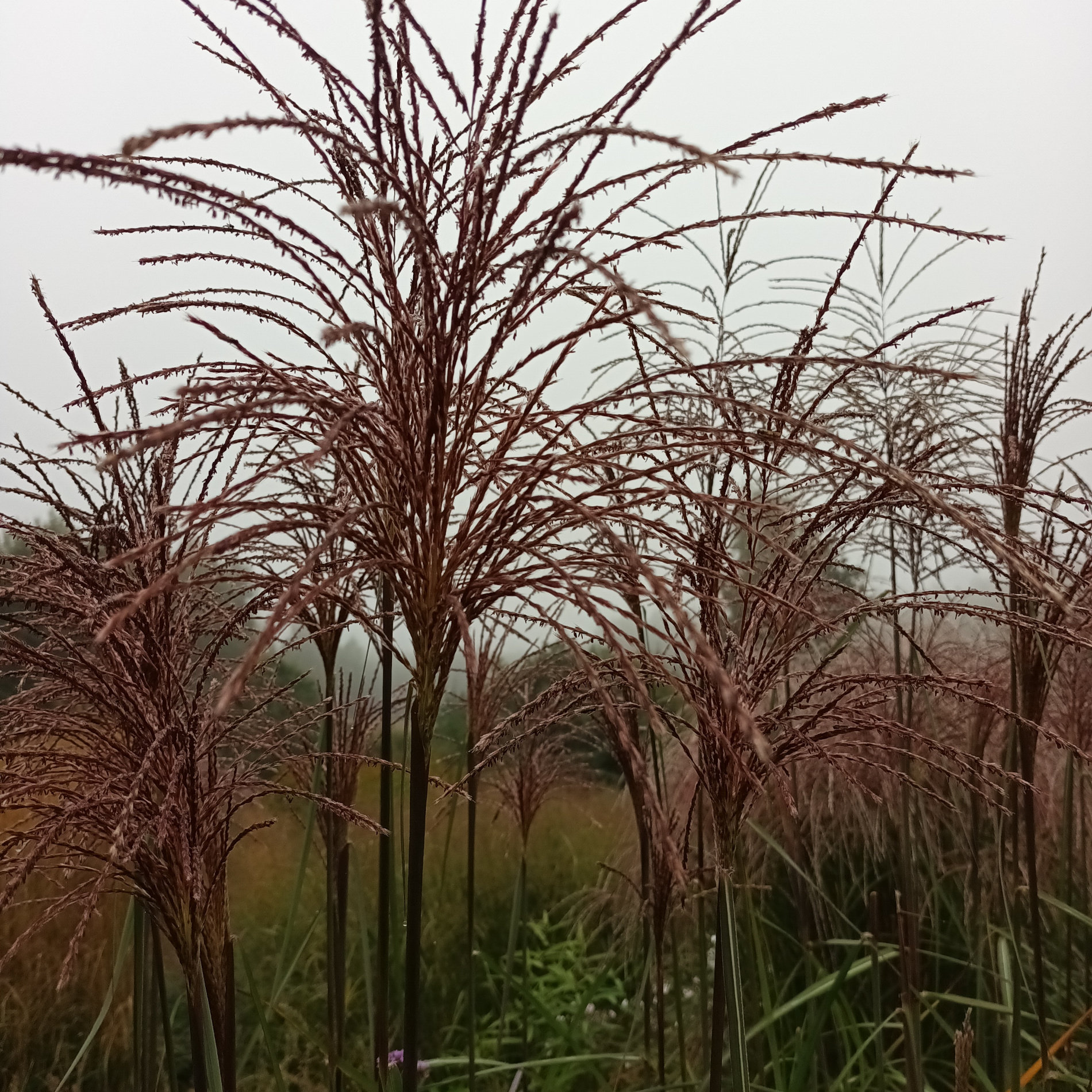 Miscanthus Malepartus ziedynai