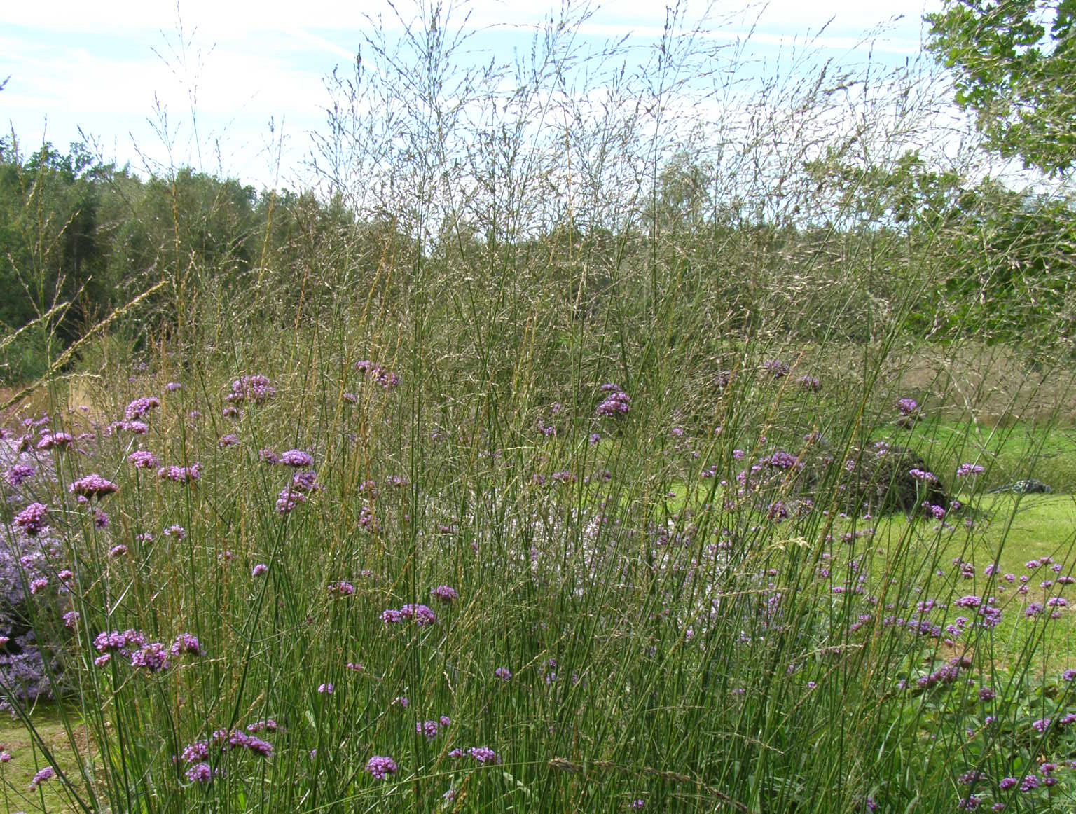 Molinia arundinacea TRANSPARENT