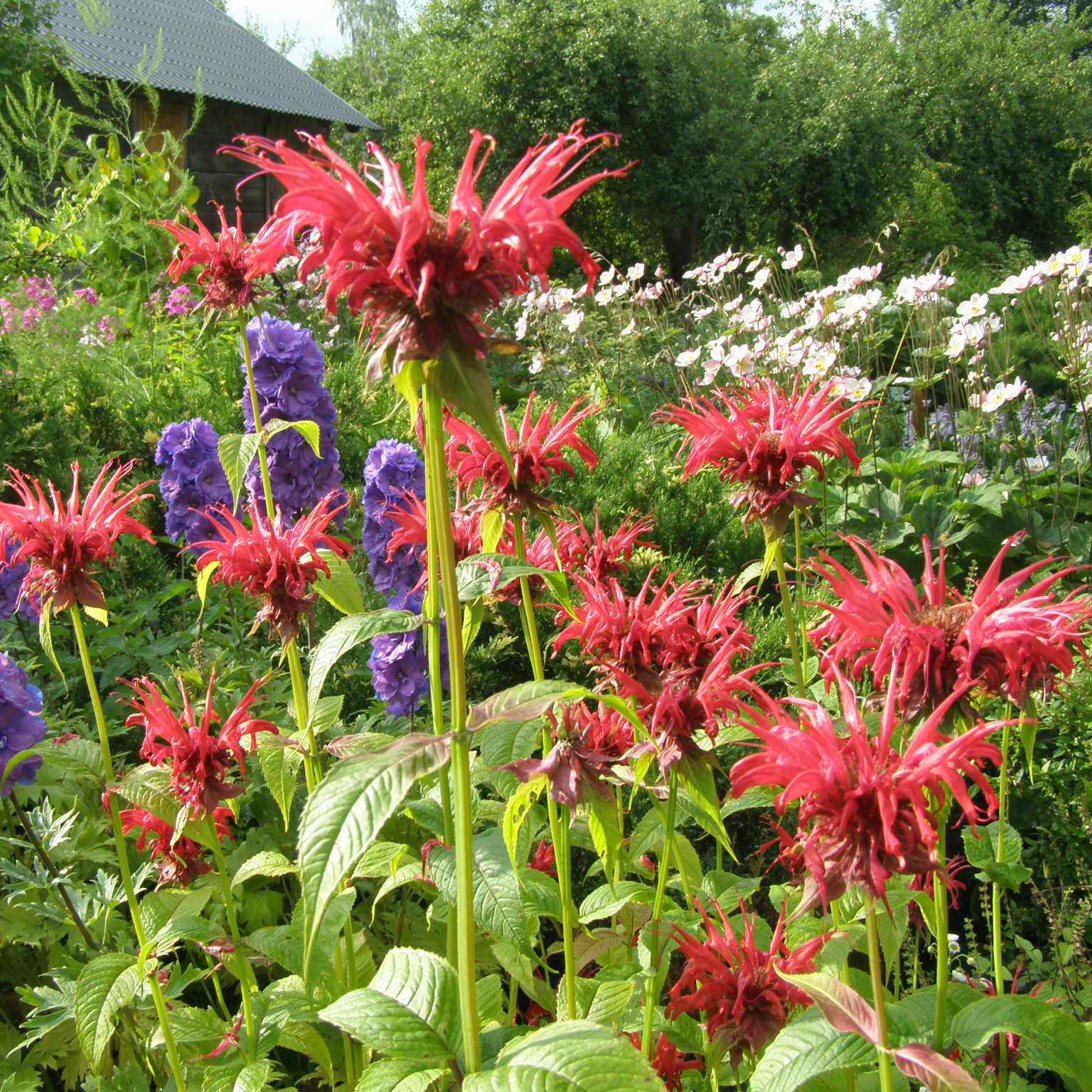 charset=InvalidCharsetId Monarda JACOB CLINE