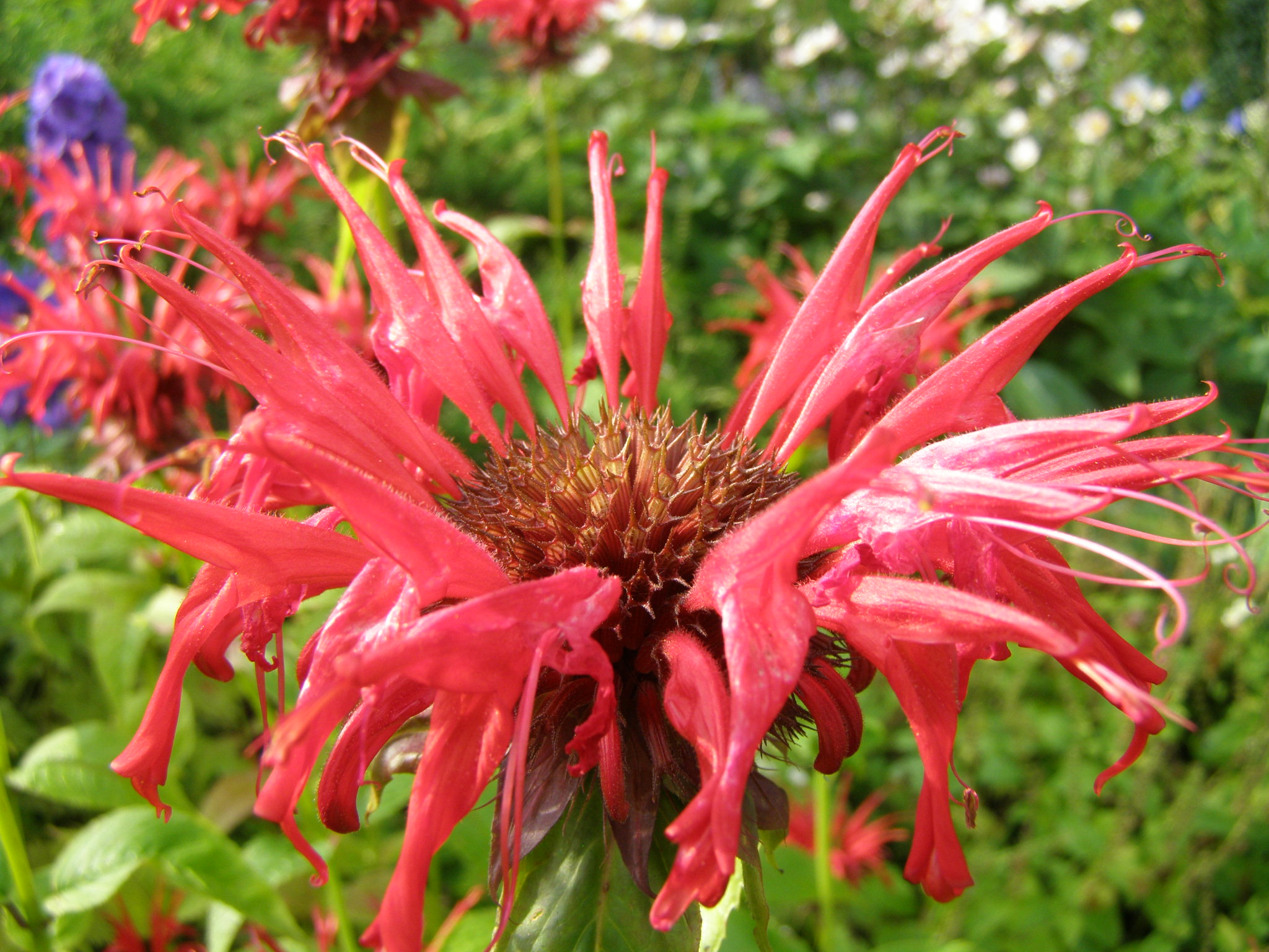 Monarda JACOB CLINE ziedas
