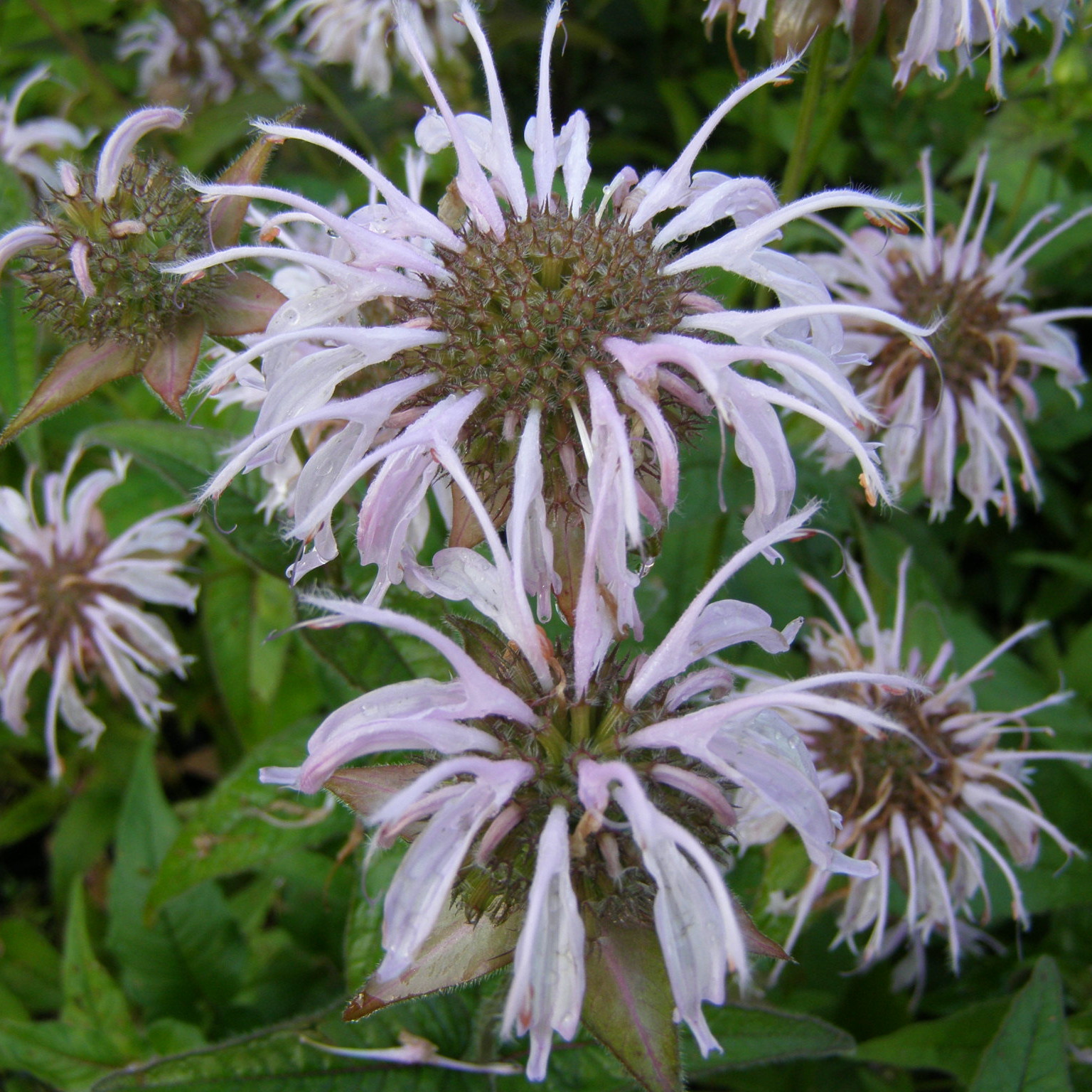 charset=InvalidCharsetId Monarda bradburiana
