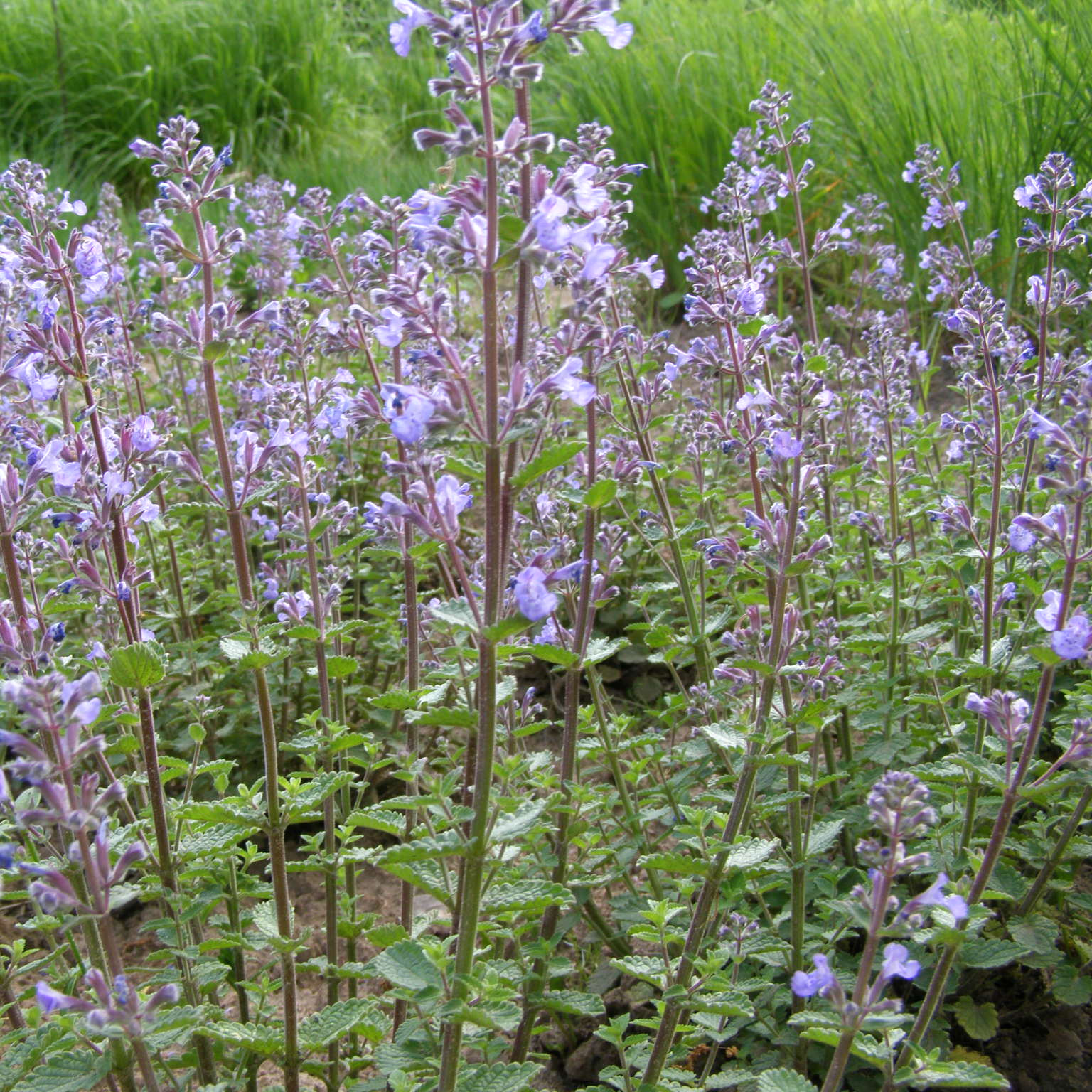 charset=InvalidCharsetId Nepeta faassenii PURSIAN BLUE