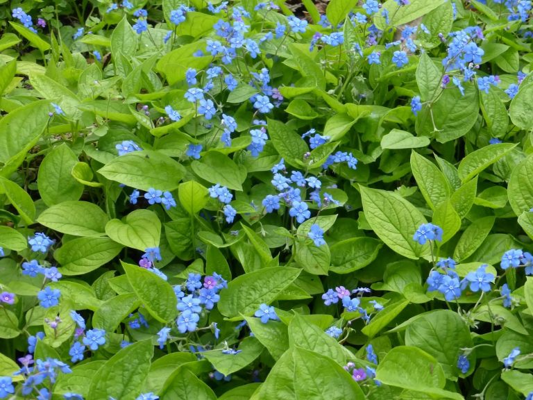Omhaloides_verna_P_1