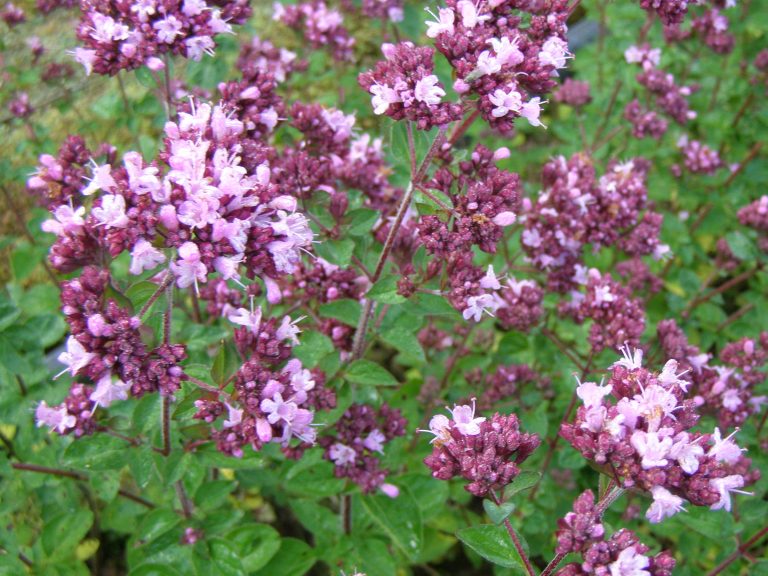 charset=InvalidCharsetId
