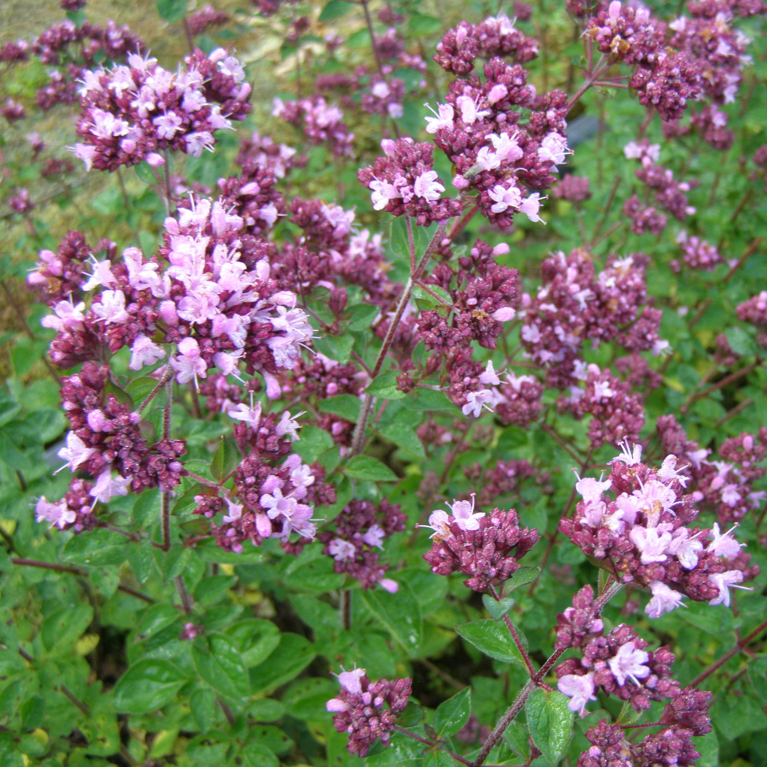 charset=InvalidCharsetId Origanum Rosenkuppel