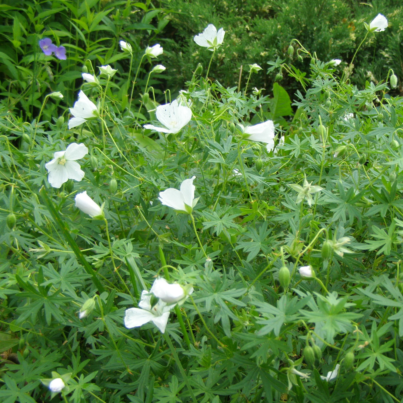 Geranium ALBUM