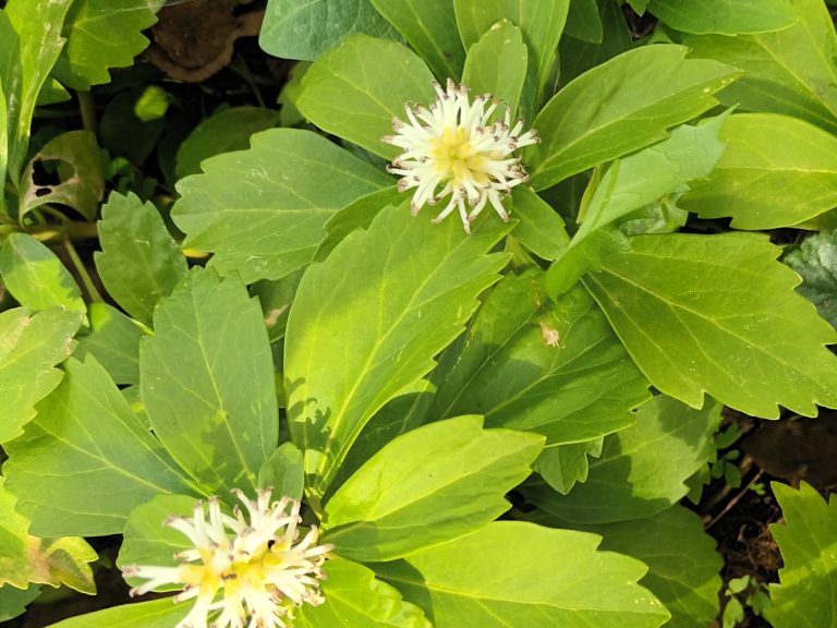 Pachysandra_terminalis_1_1
