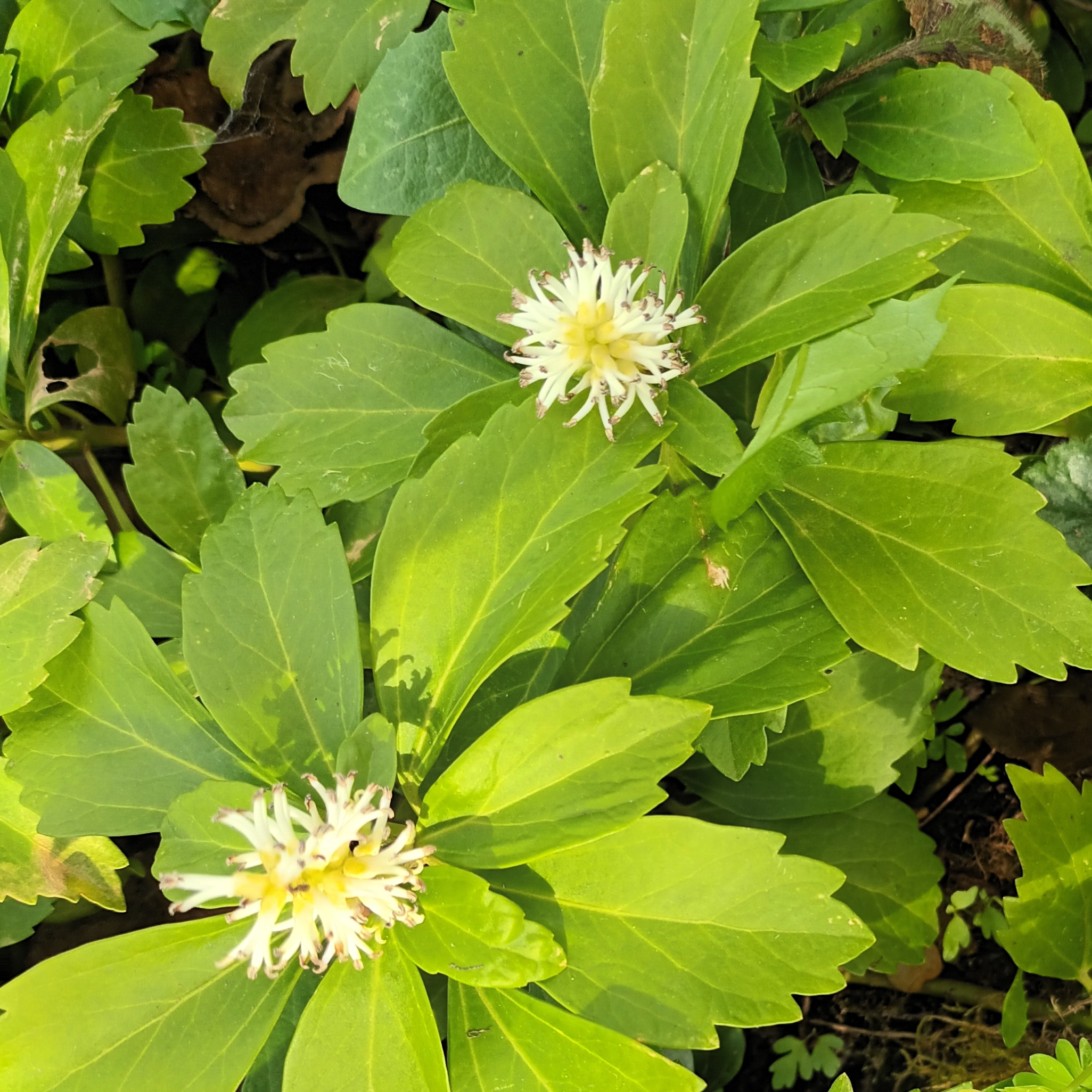 Pachysandra terminalis