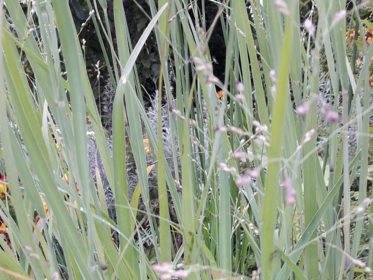Panicum_PRAIRIE_SKY_1
