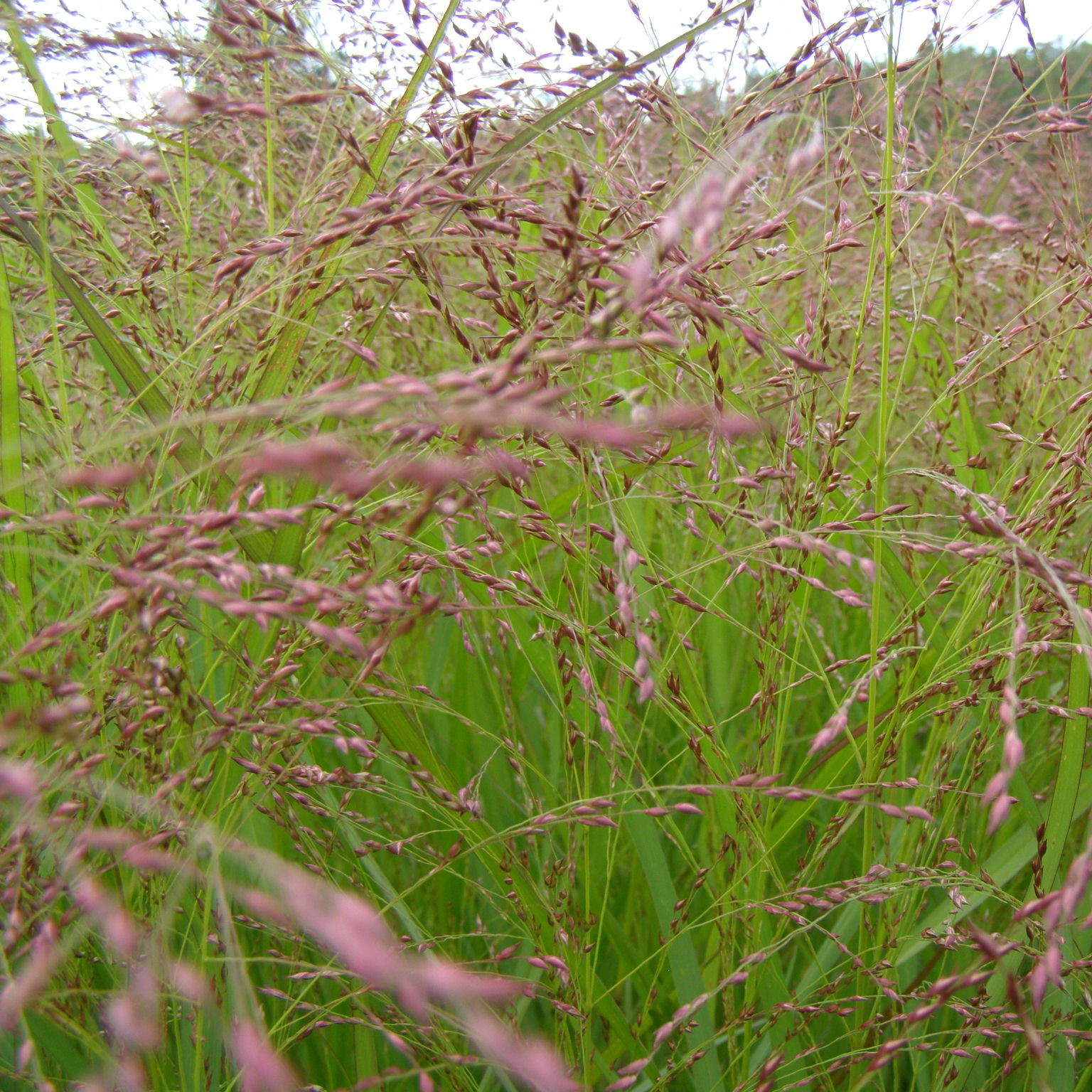 charset=InvalidCharsetId Panicum Warior
