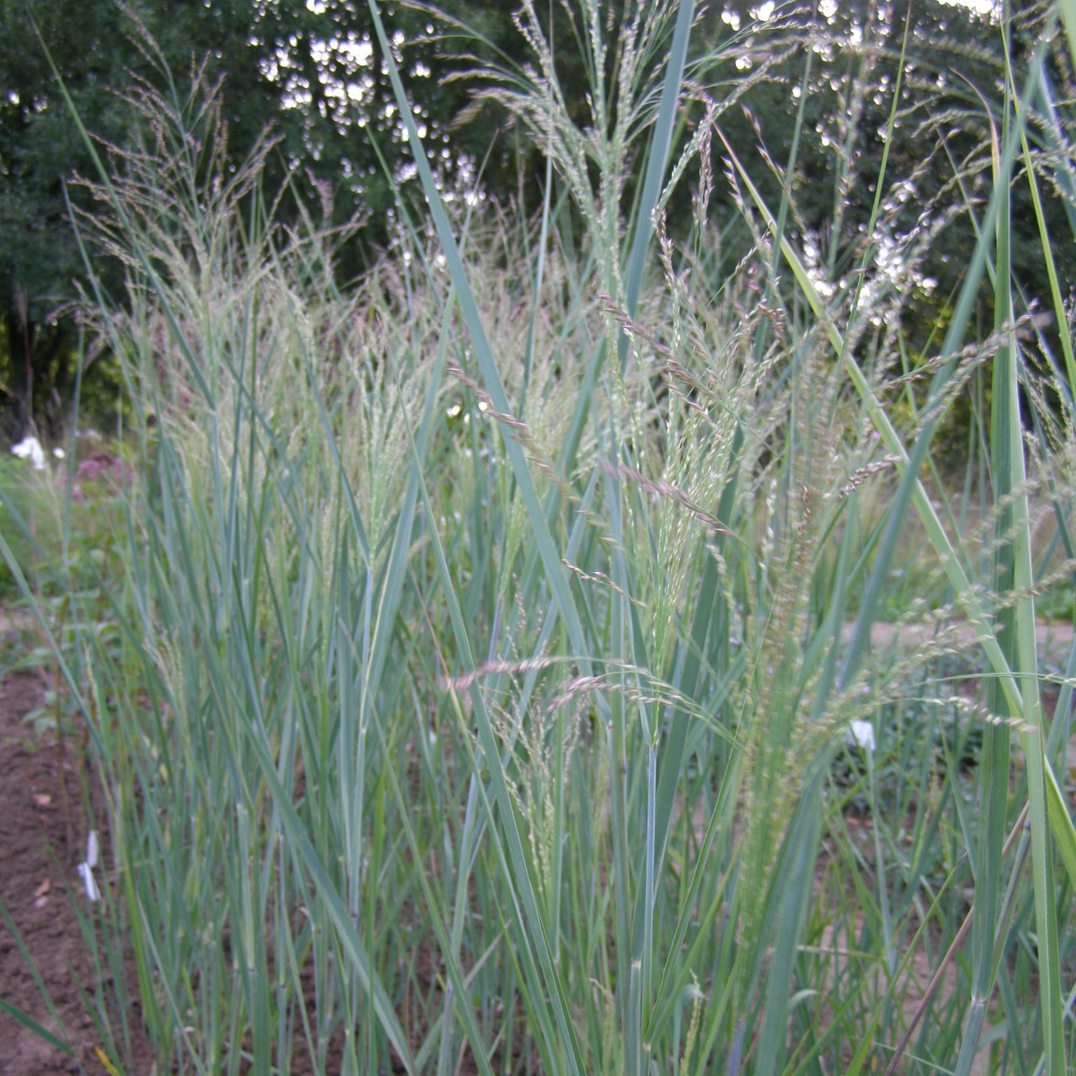 charset=InvalidCharsetId Panicum virgatum CLOUD NINE