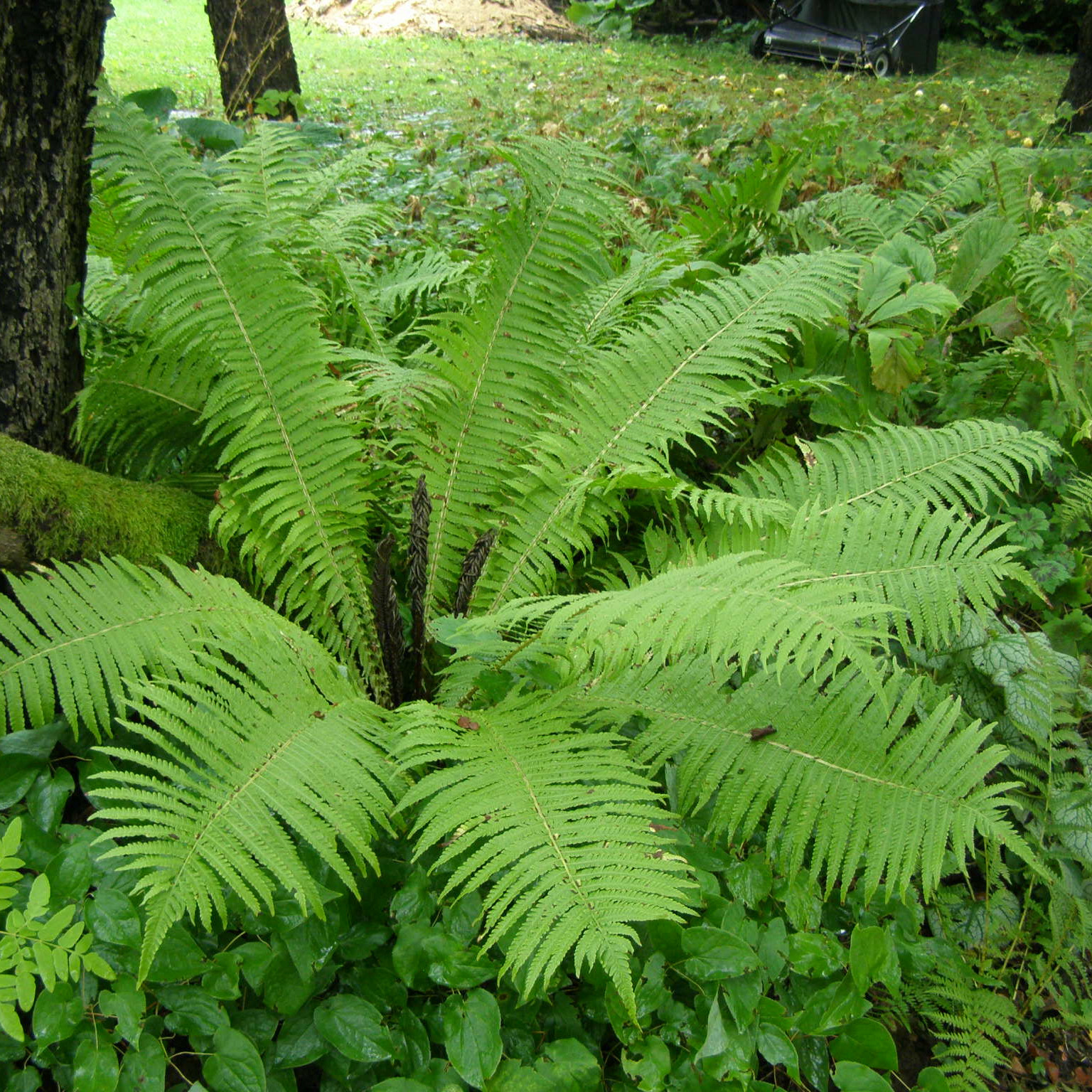 Paupinis jonpapartis