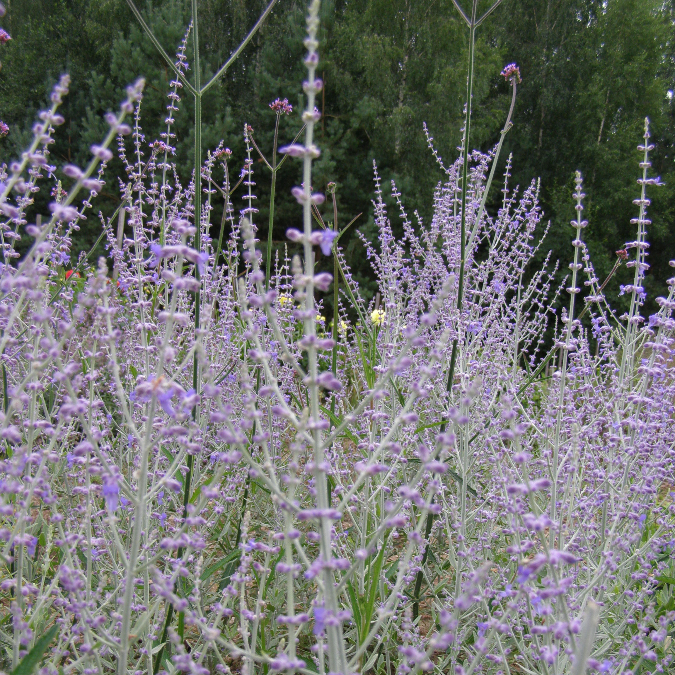 charset=InvalidCharsetId Perovskia atriplicifolia LITTLE SPIRE