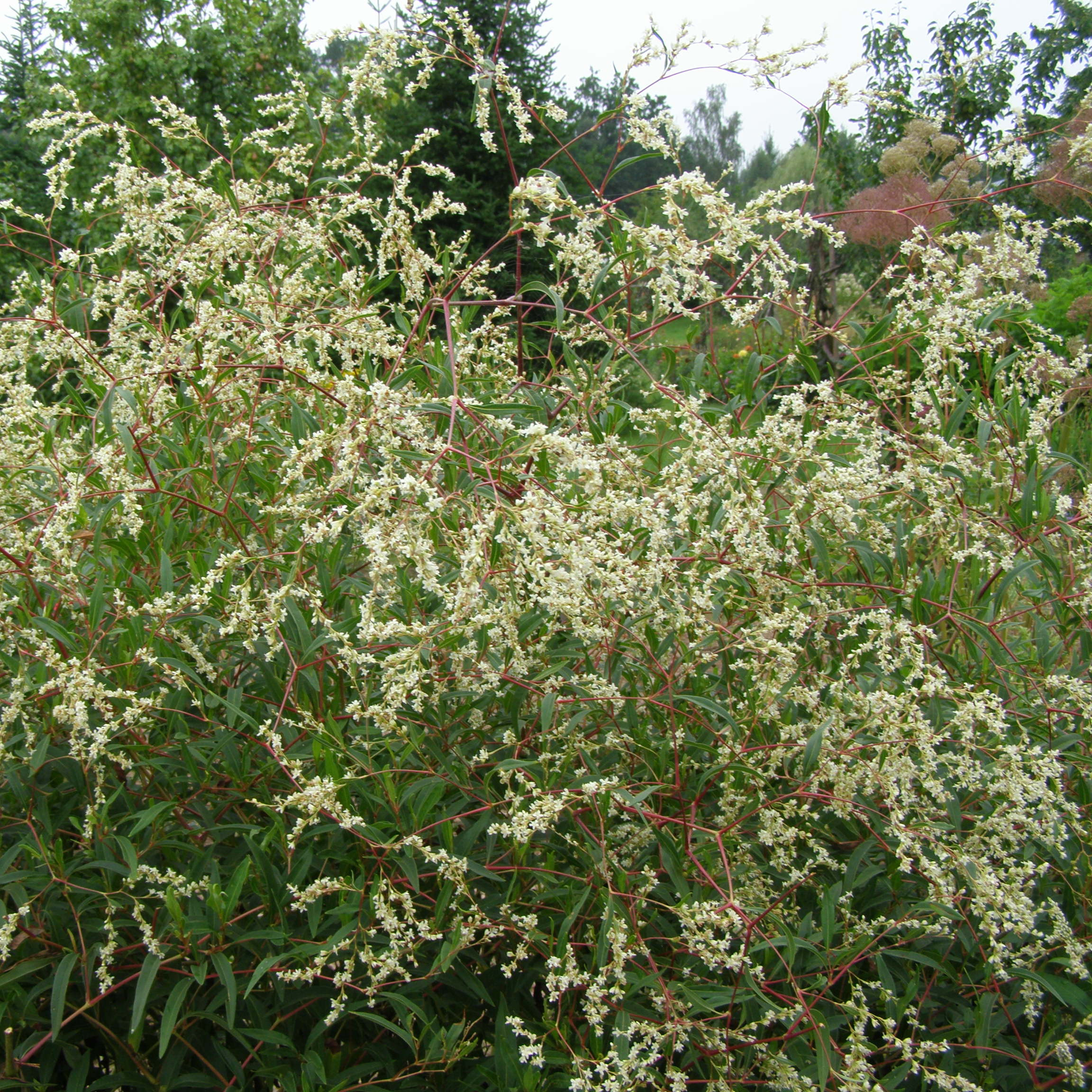 charset=InvalidCharsetId Persicaria divaricata