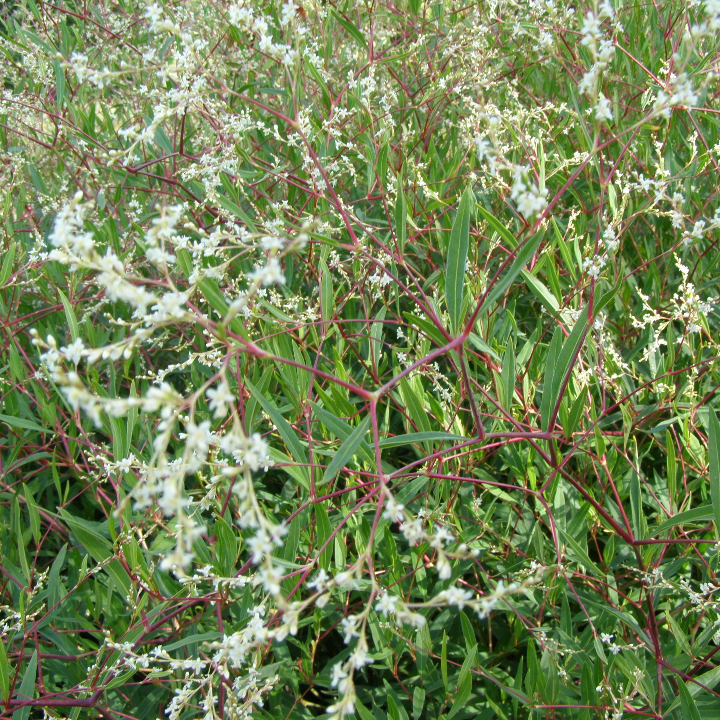 charset=InvalidCharsetId Persicaria divaricata is arciau