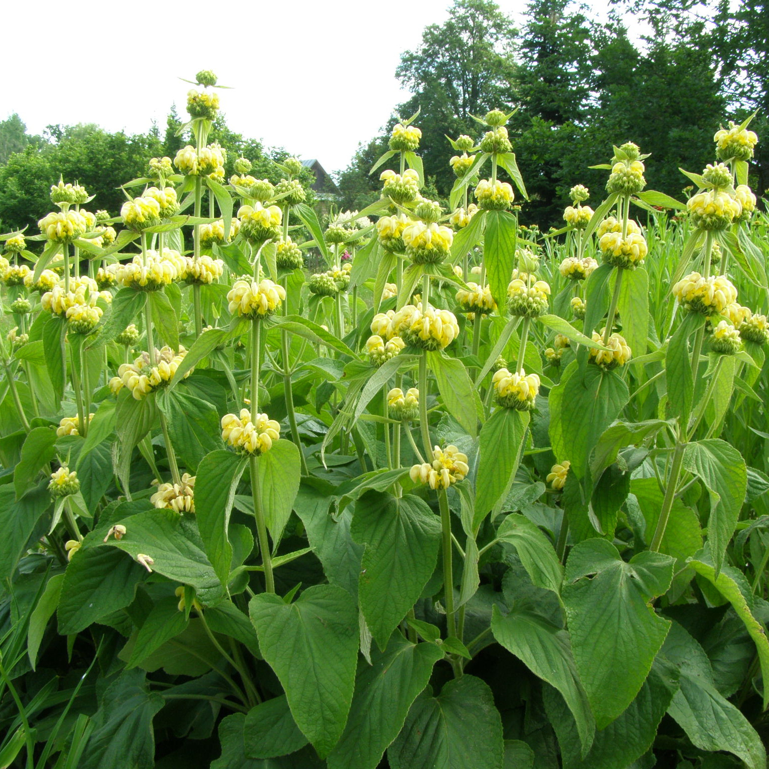 charset=InvalidCharsetId Phlomis ruseliana