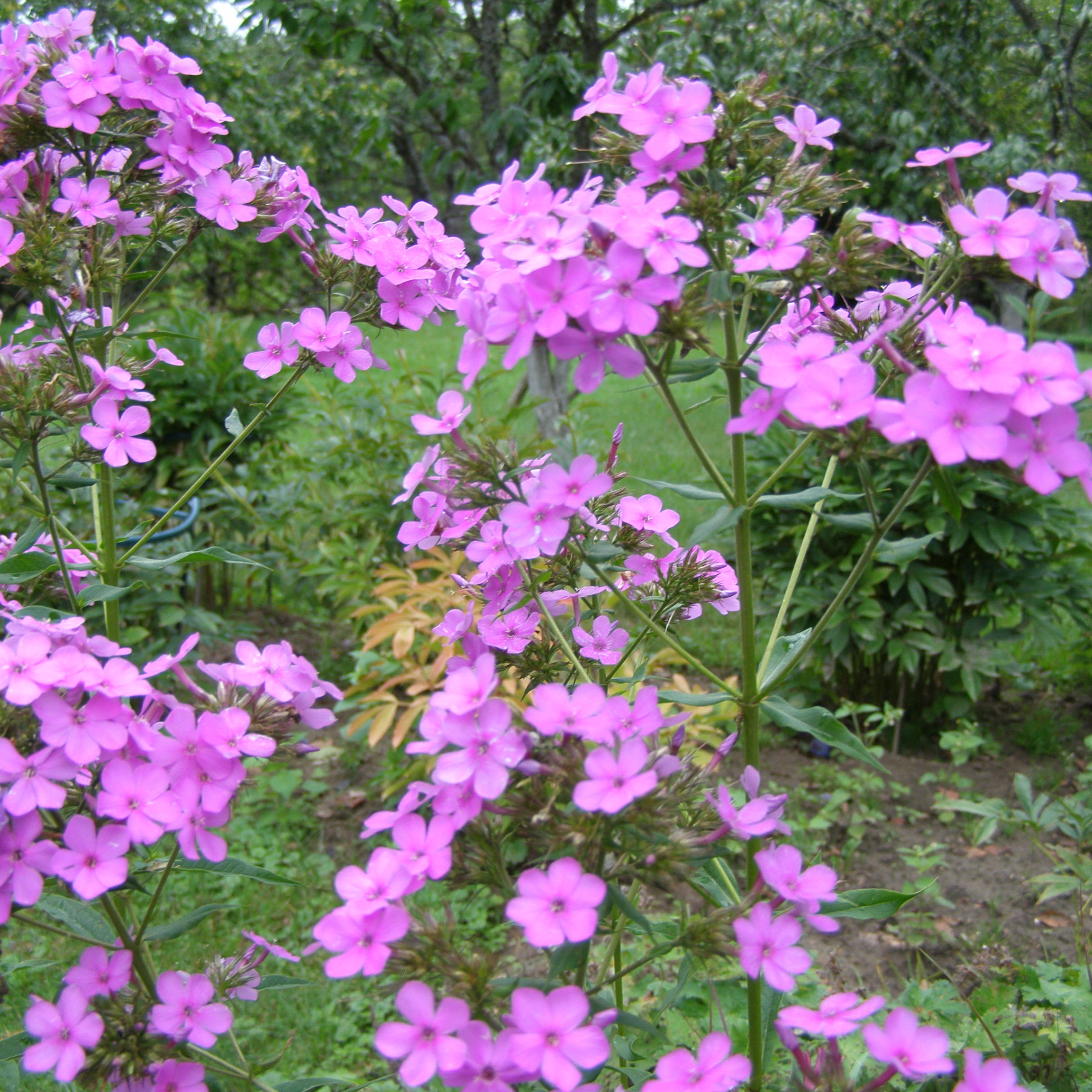 charset=InvalidCharsetId Phlox HESPERIS