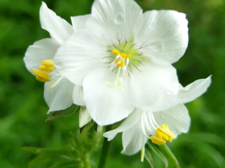 Polemonium_caeruleum_Alba_ziedas_R_1