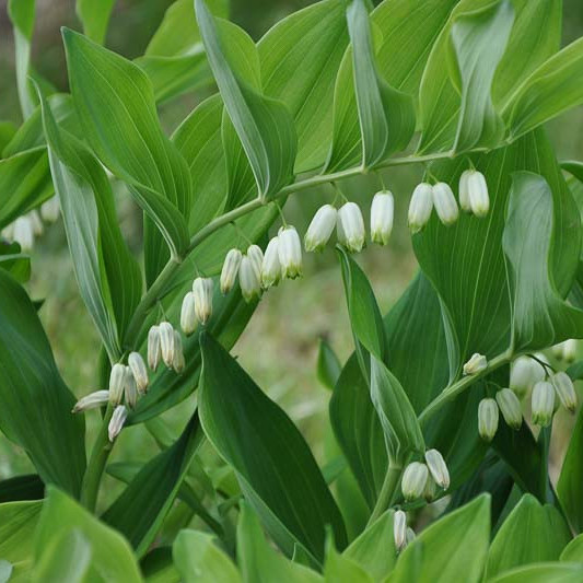 Polygonatum multiflorum