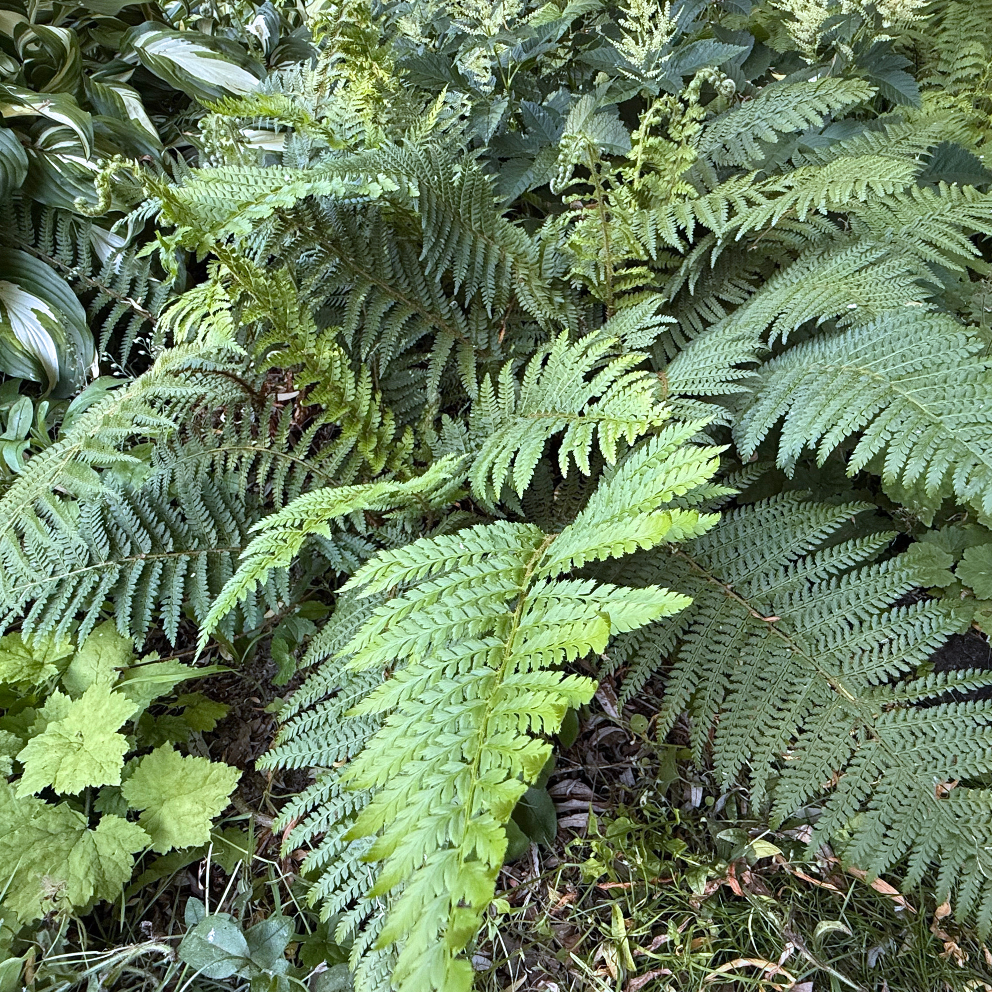 Polystichum setiferum DAHLEM_2. Silvos Jankauskaitės nuotr.