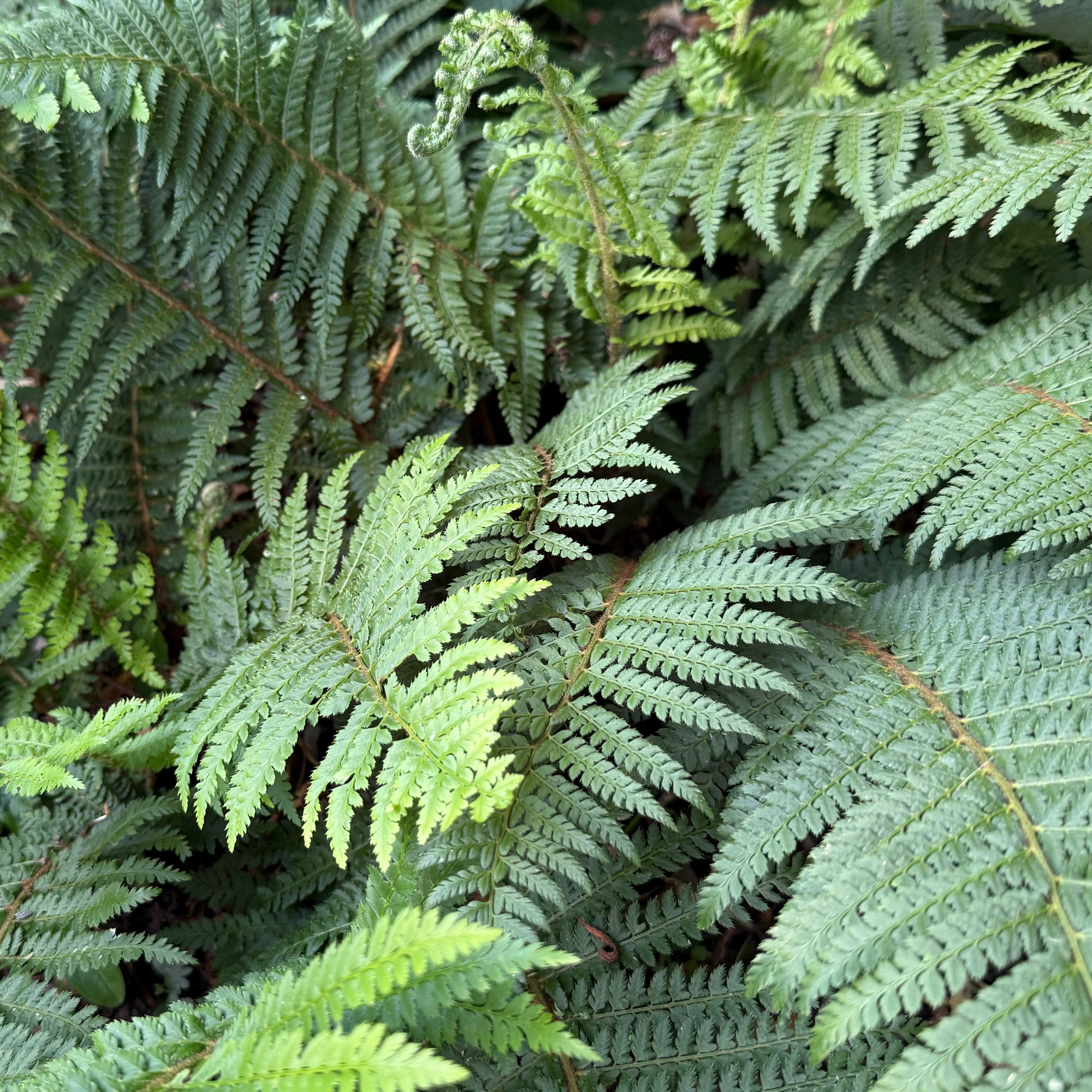 Polystichum setiferum DAHLEM_2. Silvos Jankauskaitės nuotr.